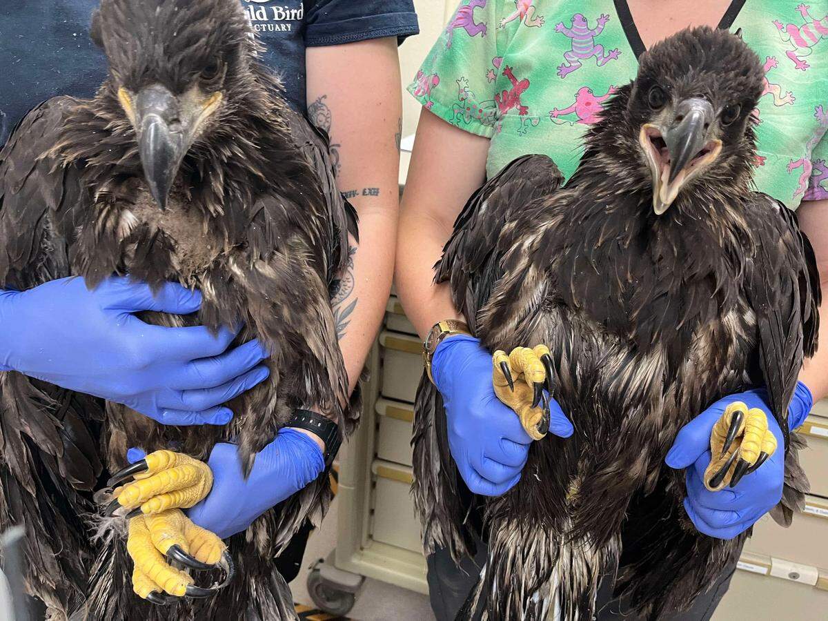 The two eaglets were rescued using a canoe.