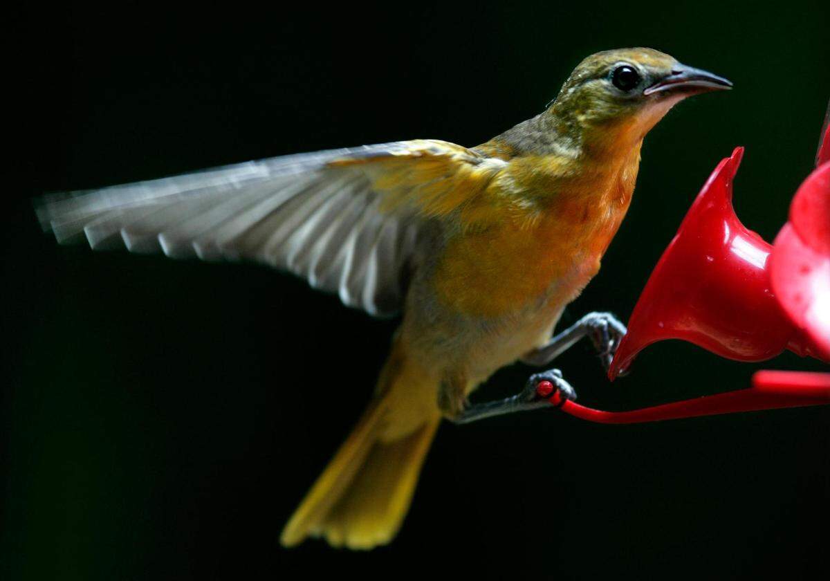 A Baltimore oriole steadied itself as it landed on a hummingbird feeder near Weatherby Lake in the Northland.