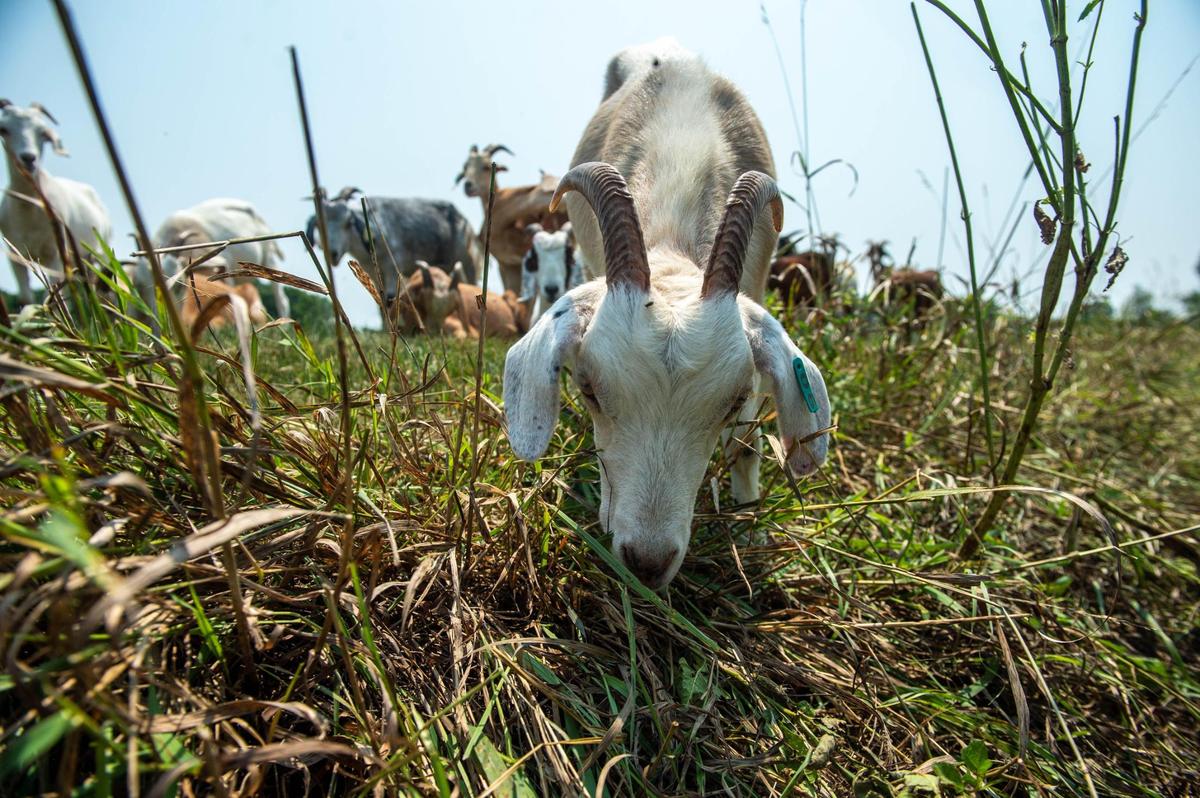 Goats on the Go will be heading to Lenexa’s Sar-Ko-Par Trails Park to clear out weeds.
