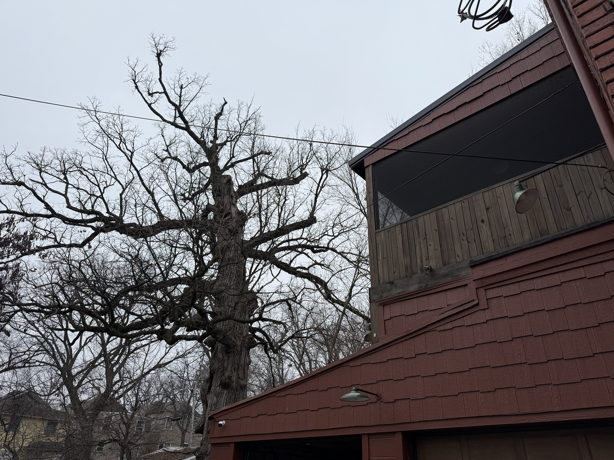 Frank, a “liberty tree” believed to be around 250 years old, stands over a building off Monroe Avenue in the Historic Northeast. The tree must be removed in 2026 due to fungal root disease.