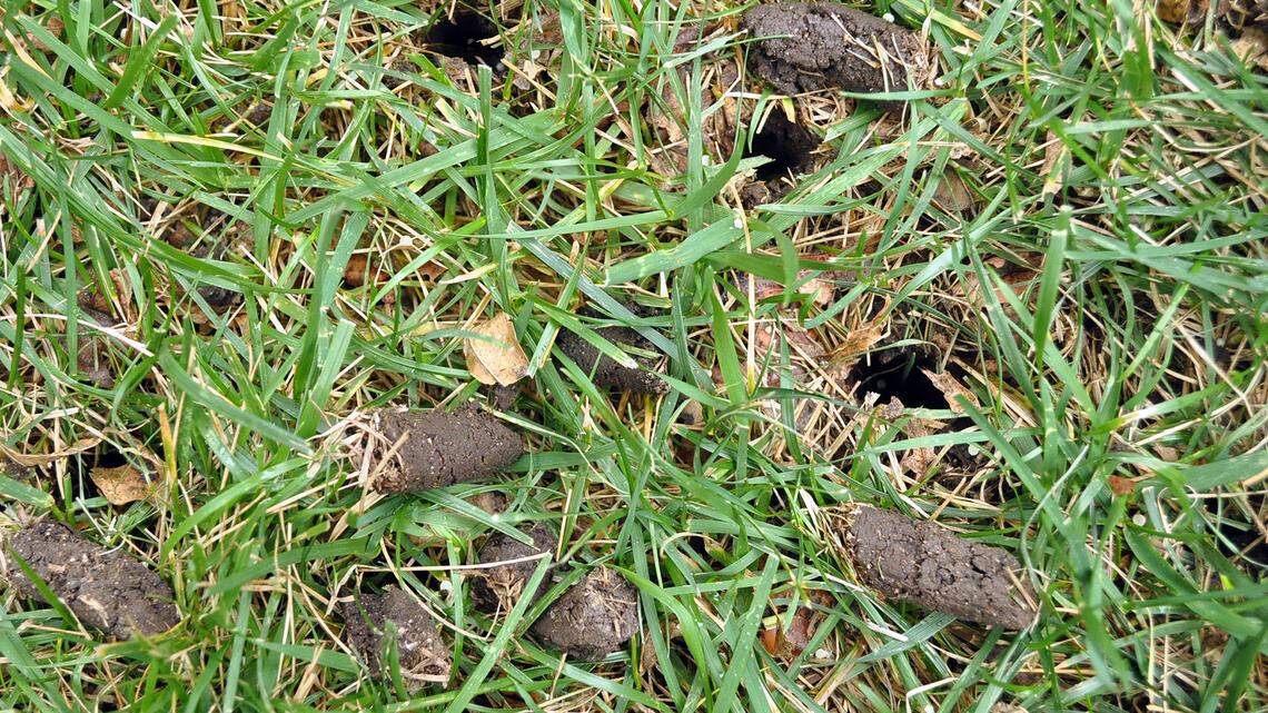 What to do with plugs of soil after aerating your lawn? Just leave them in place to naturally break down.