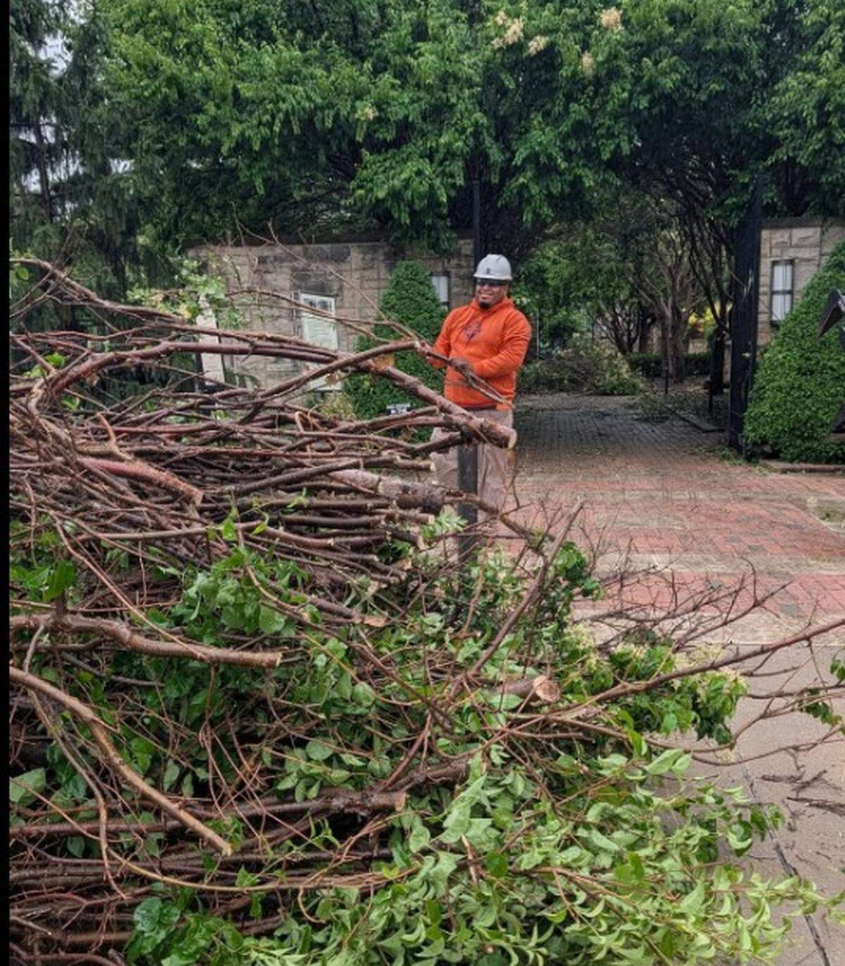 The line of China Snow Peking lilacs being cut down on Tuesday, May 19, 2026 at the Ewing and Muriel Kauffman Memorial Garden, 4800 Rockhill Road. The trees were 25 years old.