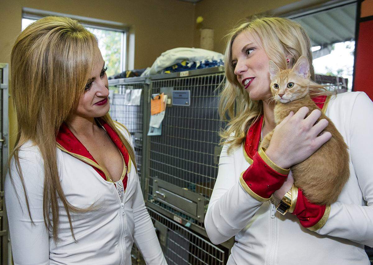 Kansas City Chiefs cheerleaders, Hayley, left, and Sara C., give some love to a kitten named Pineapple in 2015 at an animal shelter as part of National Animal Shelter and Rescue Appreciation Week.