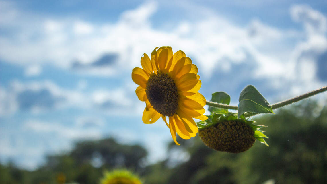 A favorite summer bloom took center stage at Harrisonville festival
