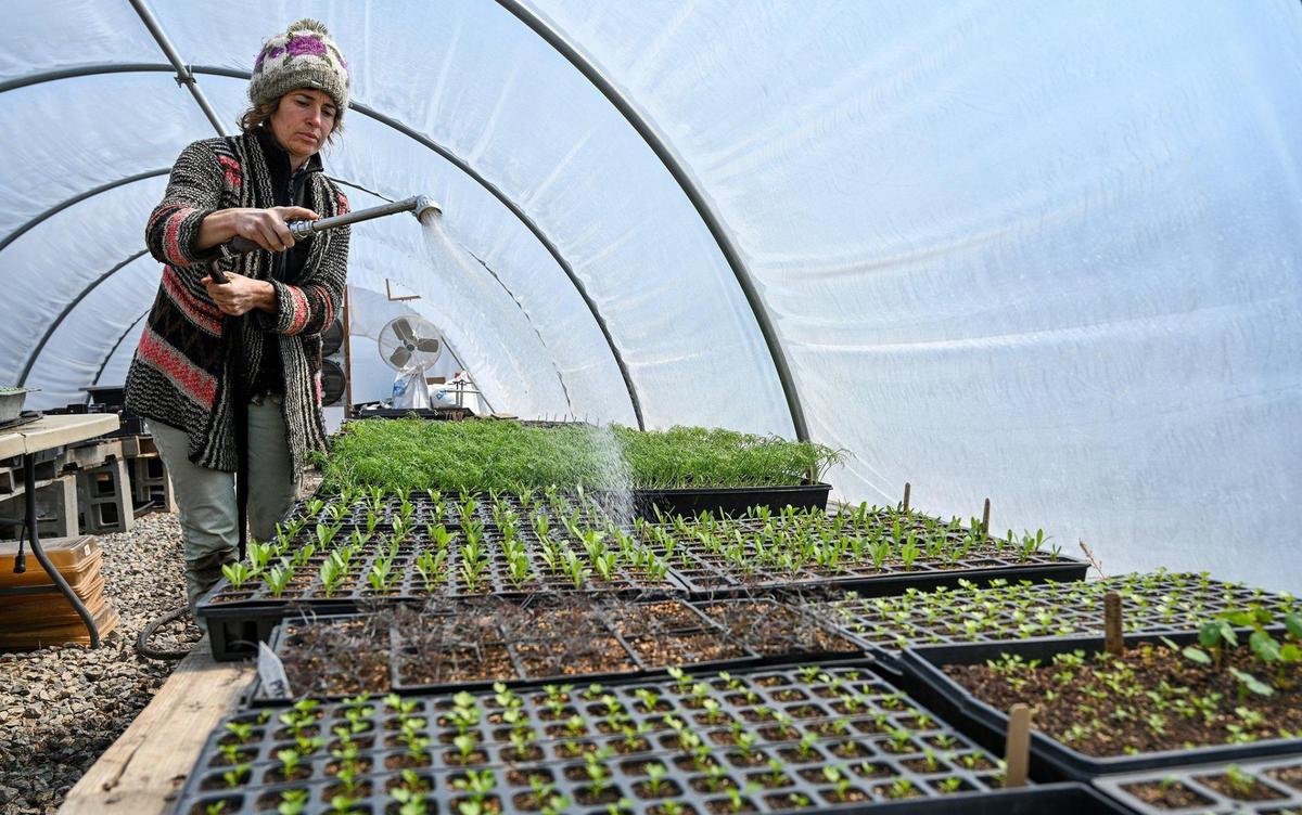 Brooke Salvaggio tends to young plants in a greenhouse at URBAVORE Farm Monday, March 28, 2022. Salvaggio and Dan Heryer run the urban farm as well as the composting operation of Compost Collective KC, whose goal is to keep food waste out of landfills.