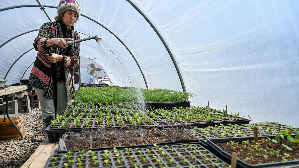 Brooke Salvaggio tends to young plants in a greenhouse at URBAVORE Farm Monday, March 28, 2022. Salvaggio and Dan Heryer run the urban farm as well as the composting operation of Compost Collective KC, whose goal is to keep food waste out of landfills.