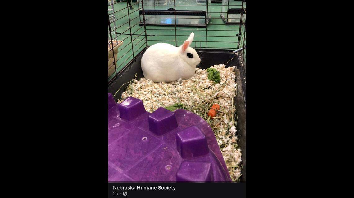 Over 500 animals were rescued from one “unsanitary” home in Nebraska.