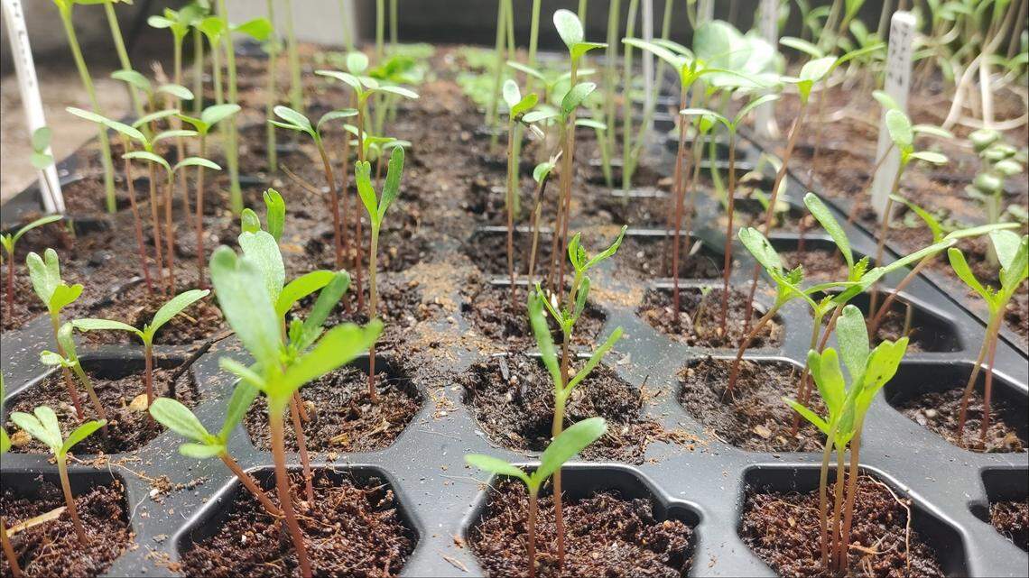 Herbs and flowers like cosmos need to be gently introduced to the great outdoors.