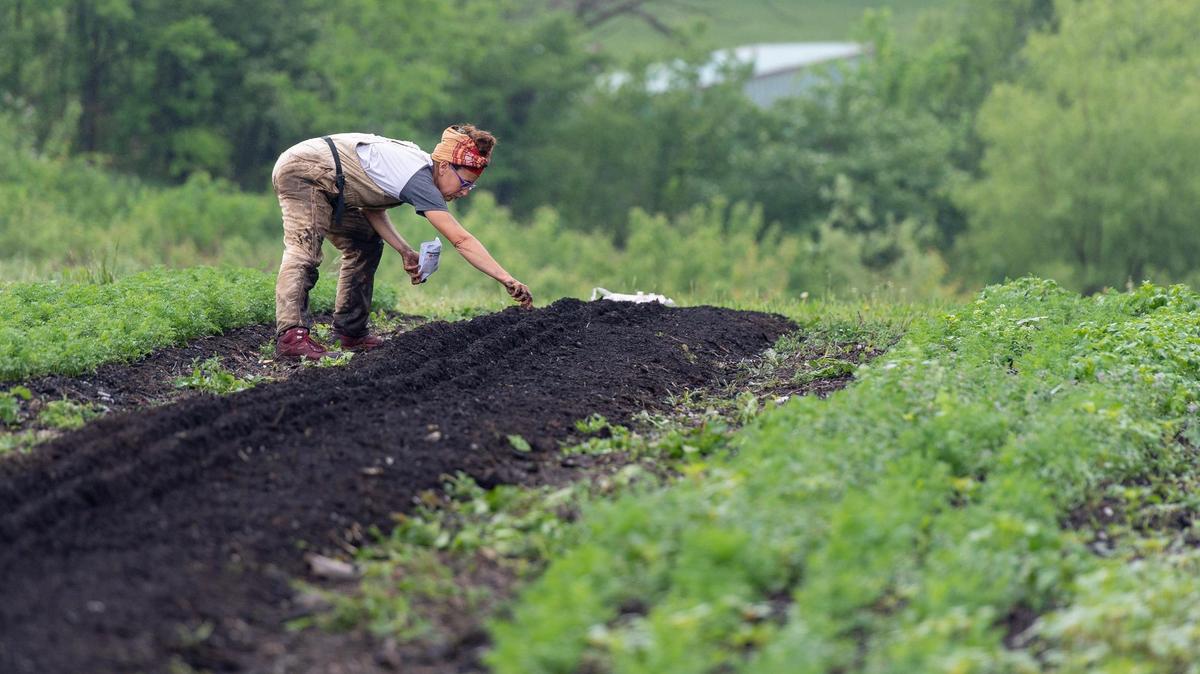 Brooke Salvaggio plants carrot seeds into compost dirt at Urbavore Urban Farm. Salvaggio and her husband, Dan Heryer, have owned the East Side farm since 2011.