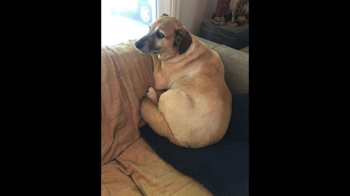 Fred, an 11-year-old mixed breed, was injured in a coyote trap in Mission Hills on Tuesday and underwent surgery to extract 14 teeth.