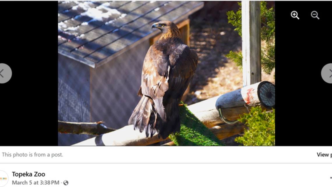Seteweela, a 14-year-old golden eagle with a damaged wing, recently moved into her new home at the Topeka Zoo.