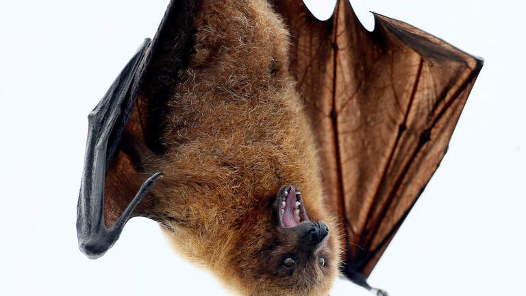 Bats with rabies on the rise in KC, local health depts. say. What to do if you’re exposed