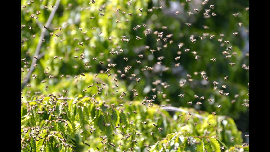 A swarm of bees (not the ones pictured) attacked an 81-year-old Oklahoma man outside his home for three hours after he broke his hip, his family says.