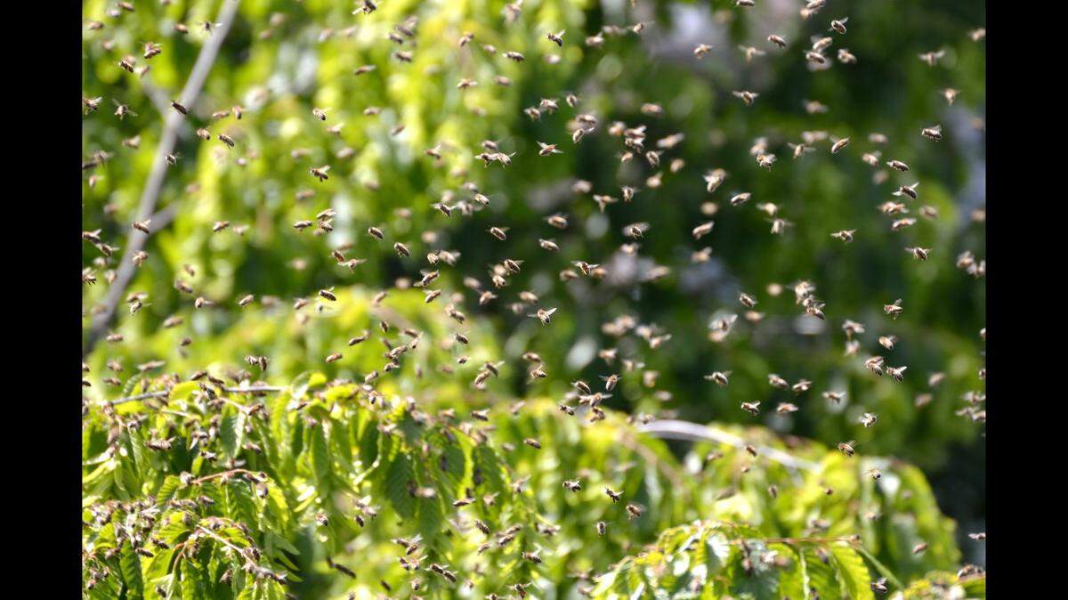 A swarm of bees (not the ones pictured) attacked an 81-year-old Oklahoma man outside his home for three hours after he broke his hip, his family says.