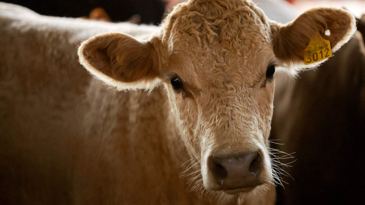 Cowtown: Kansas Citians spot several cattle across town following I-70 crash
