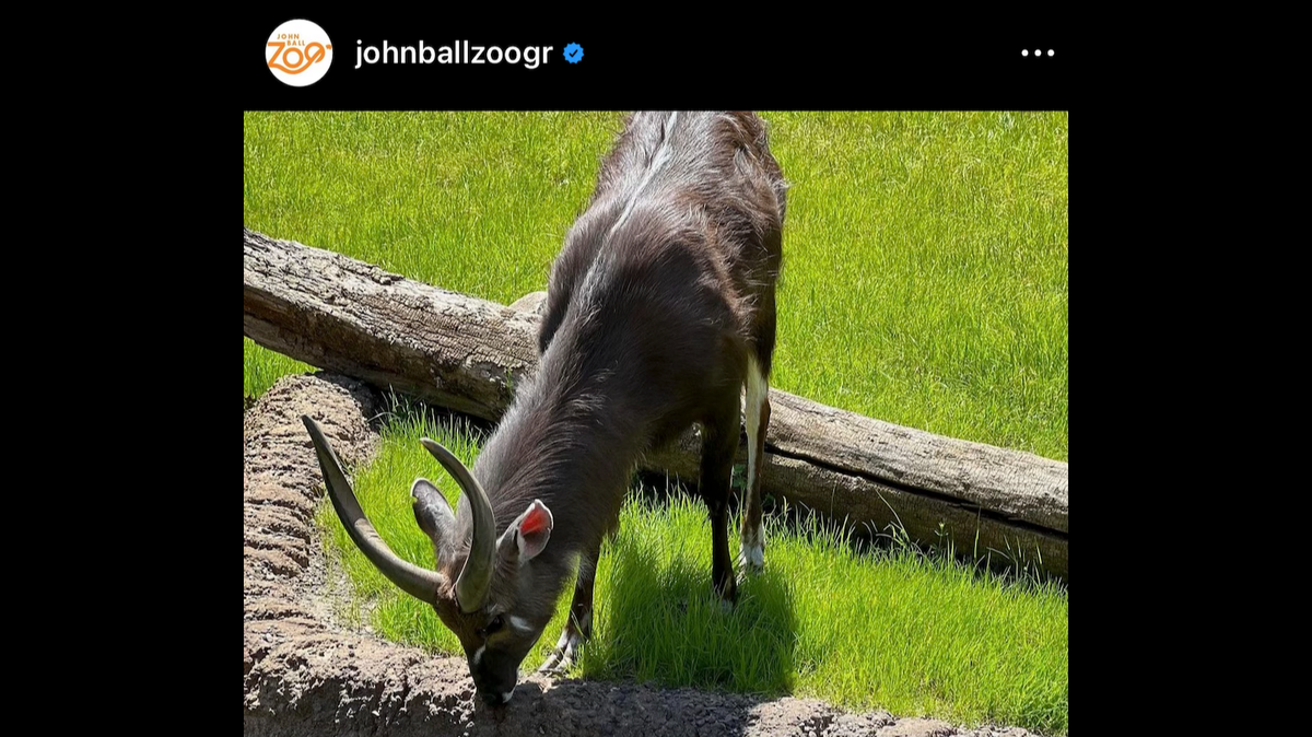 A sitatunga antelope named Chopper was attacked and killed in a Michigan Zoo.