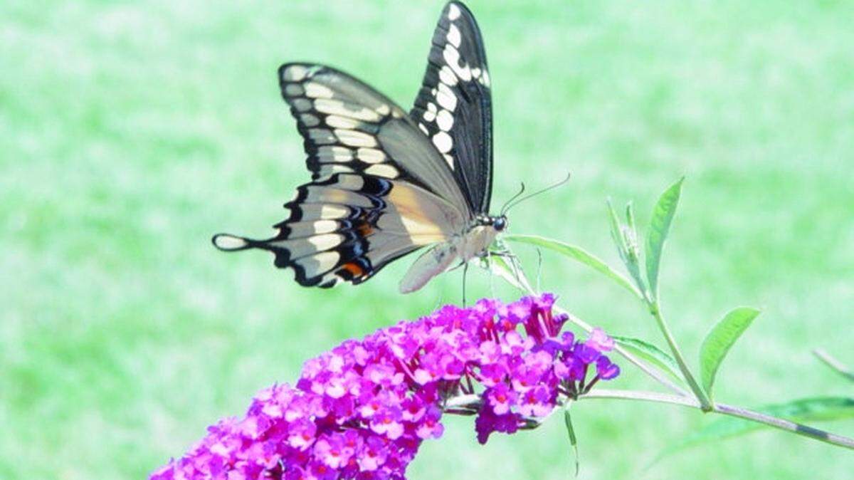 Be patient with your butterfly bush. Growth from below ground takes longer to develop than in other plants.