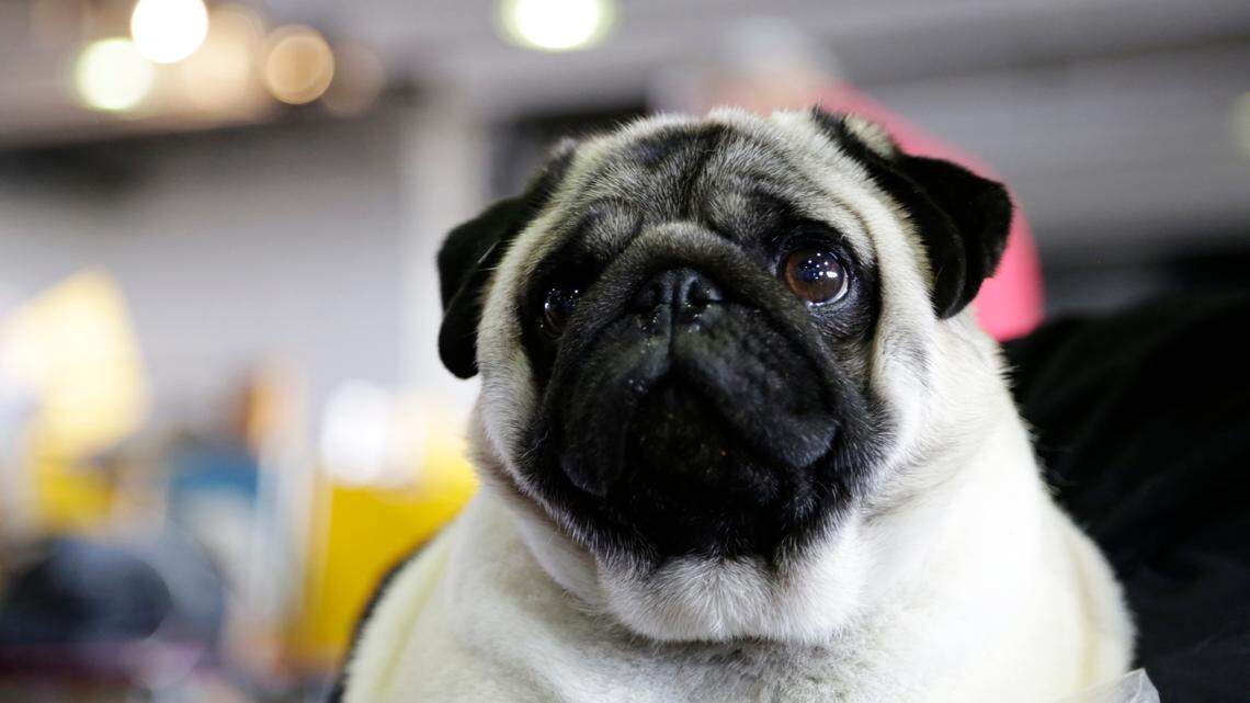 Biggie the pug poses for photos at the Westminster Kennel Club Dog Show, Monday, Feb. 11, 2019, in New York.