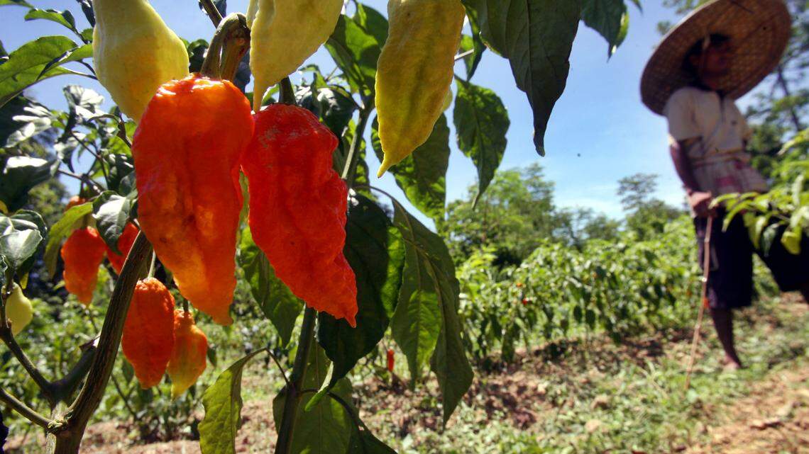 Scientists in Montana say one solution for keeping field mice from devouring precious native grass seed during restoration projects may be to coat the seeds in extremely spicy powder from ghost peppers.