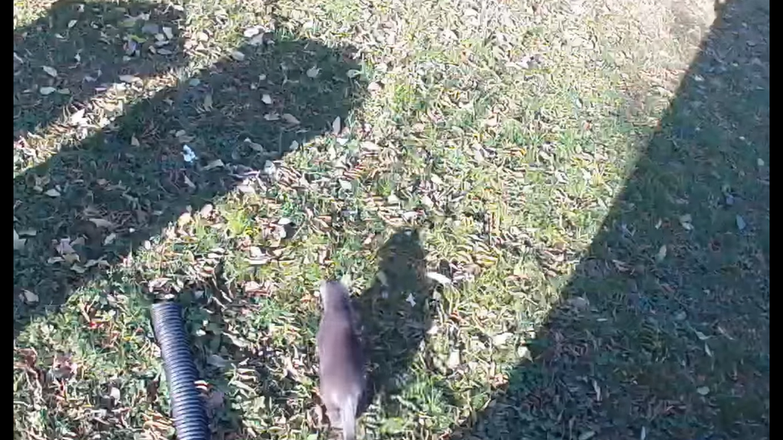 Police in Iowa shared video of what they say is a mountain lion, but many people have expressed doubt.