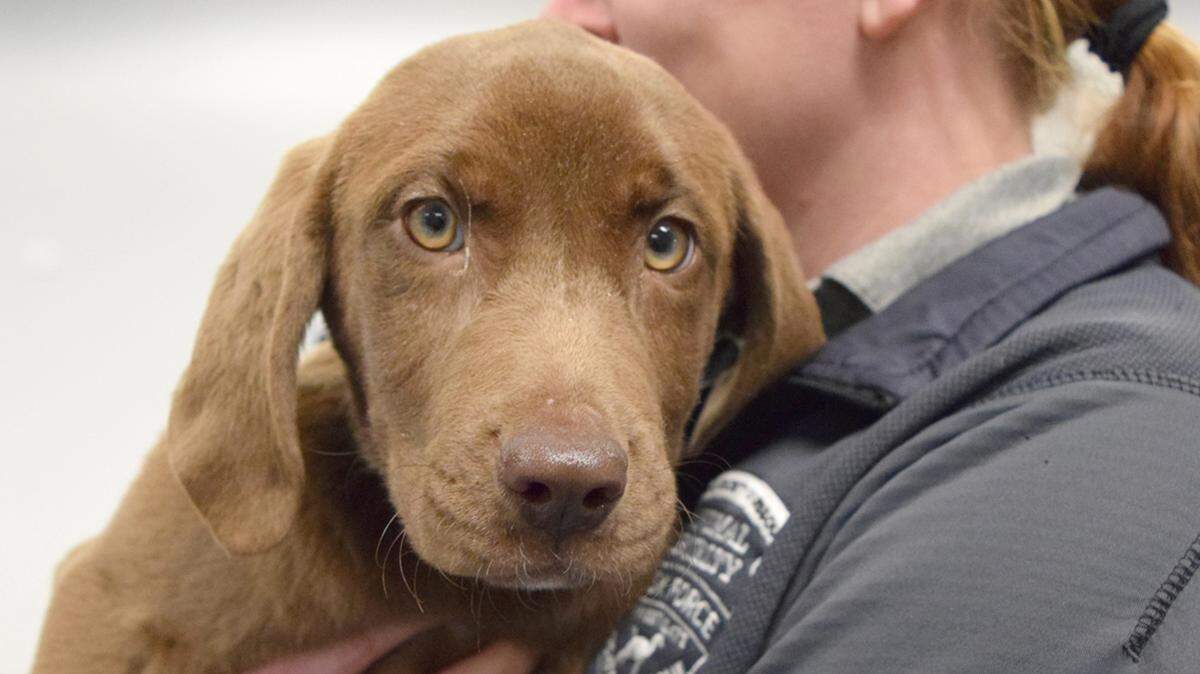 A woman holds a brown dog