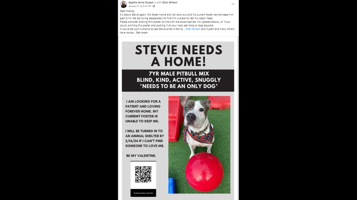 Stevie the Wonder Dog, a 7-year-old blind pitbull, in in need of a home with no other pets. His foster parents need to find him a home soon. 