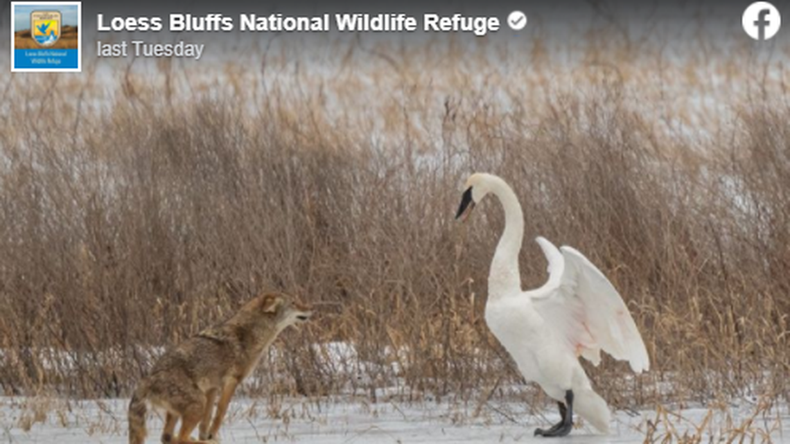A trumpeter swan and a coyote were captured in a standoff by photographer Dan Staples at Loess Bluffs National Wildlife Refuge.