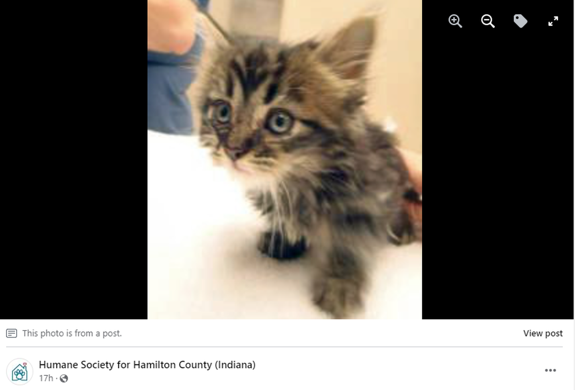 Beaux arrived at the shelter in 2012 as a kitten.