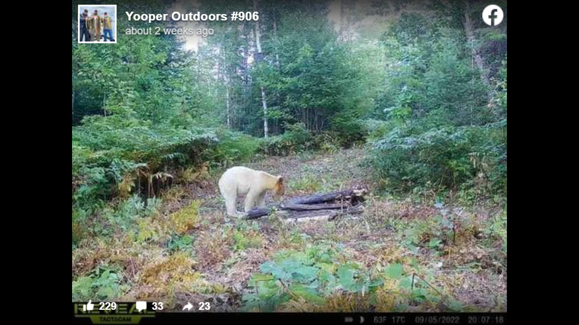 The rare white black bear may be the first bear of its kind to be spotted in Michigan, wildlife experts say.