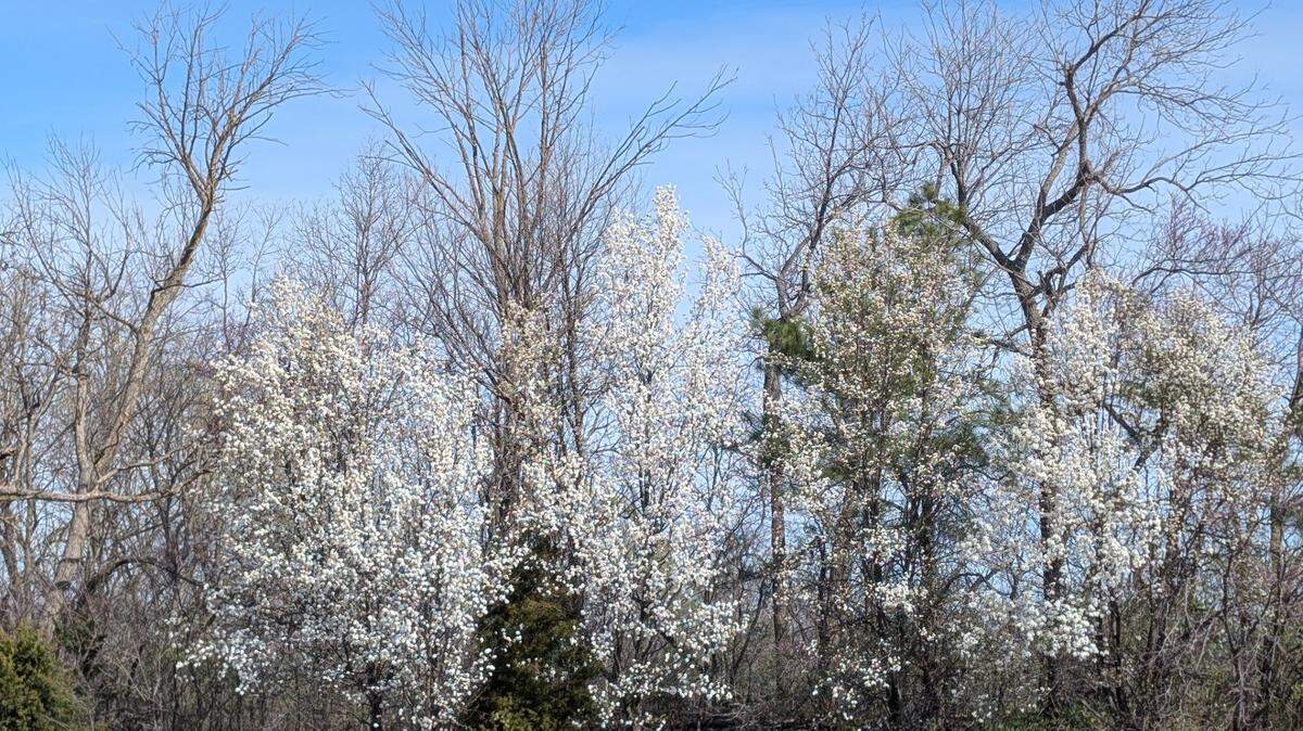 Bradford pear trees near Ward Parkway. 