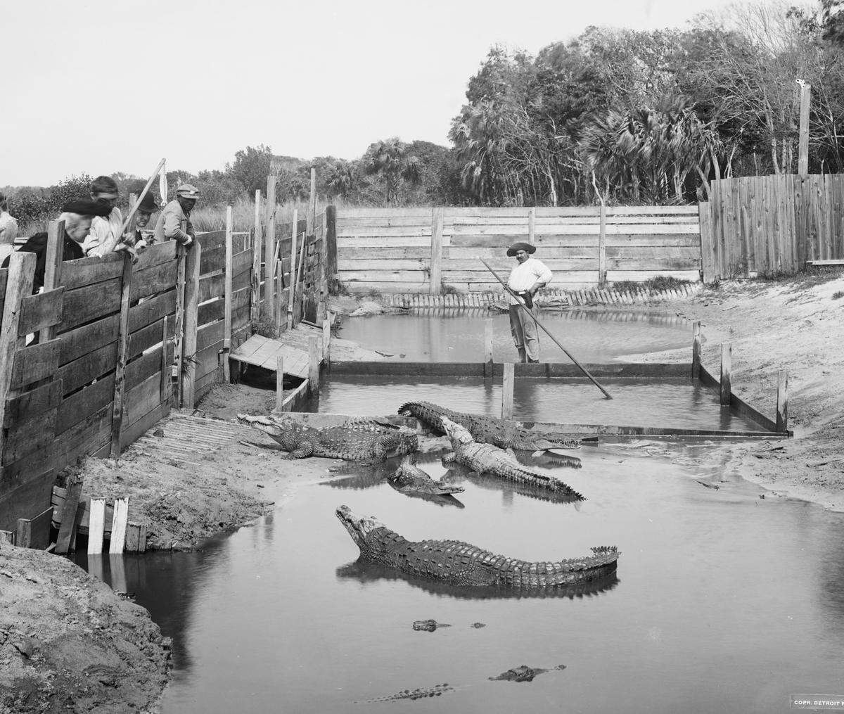 Warren Frazee (Alligator Joe) is pictured at his alligator farm, Palm Beach, Florida, circa 1904.
