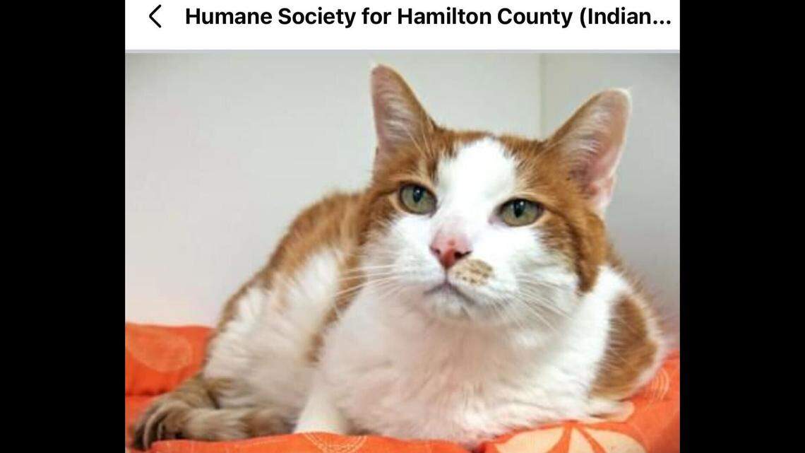 Dr. Waffles is craving a loving home, an Indiana shelter says.