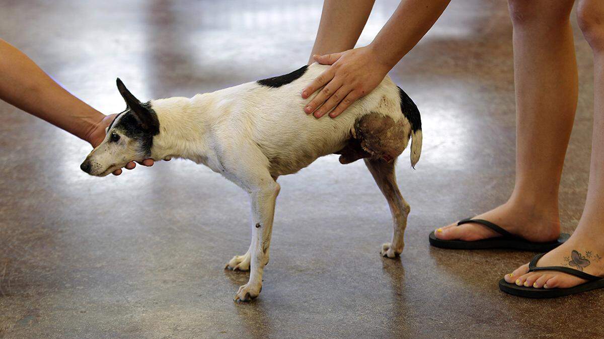 Nurse Sharell Questelle helped rescue this dog the night of the tornado. It’s been named F5 and was cared for free of charge at the Miami, Oklahoma, Animal Hospital by vet Rod Hough. It was in recovery after an injured leg was amputated.