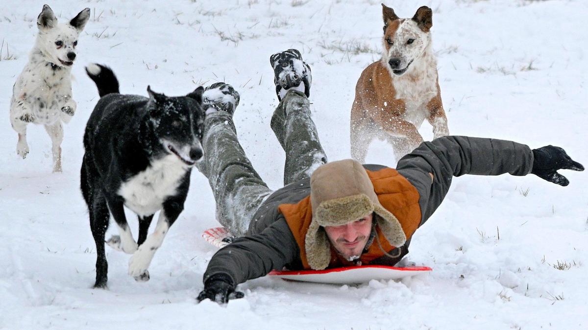 Shane Yozzo wasn’t the only one who got to enjoy the snow that blanketed the Kansas City area. Yozzo was escorted — or rather chased — by his dogs Goose, from left, Stagger Lee and Rooster as he sledded down a hill at Gillham Park. Two to four inches of snow fell in the Kansas City area Saturday morning, Jan. 15, 2022.