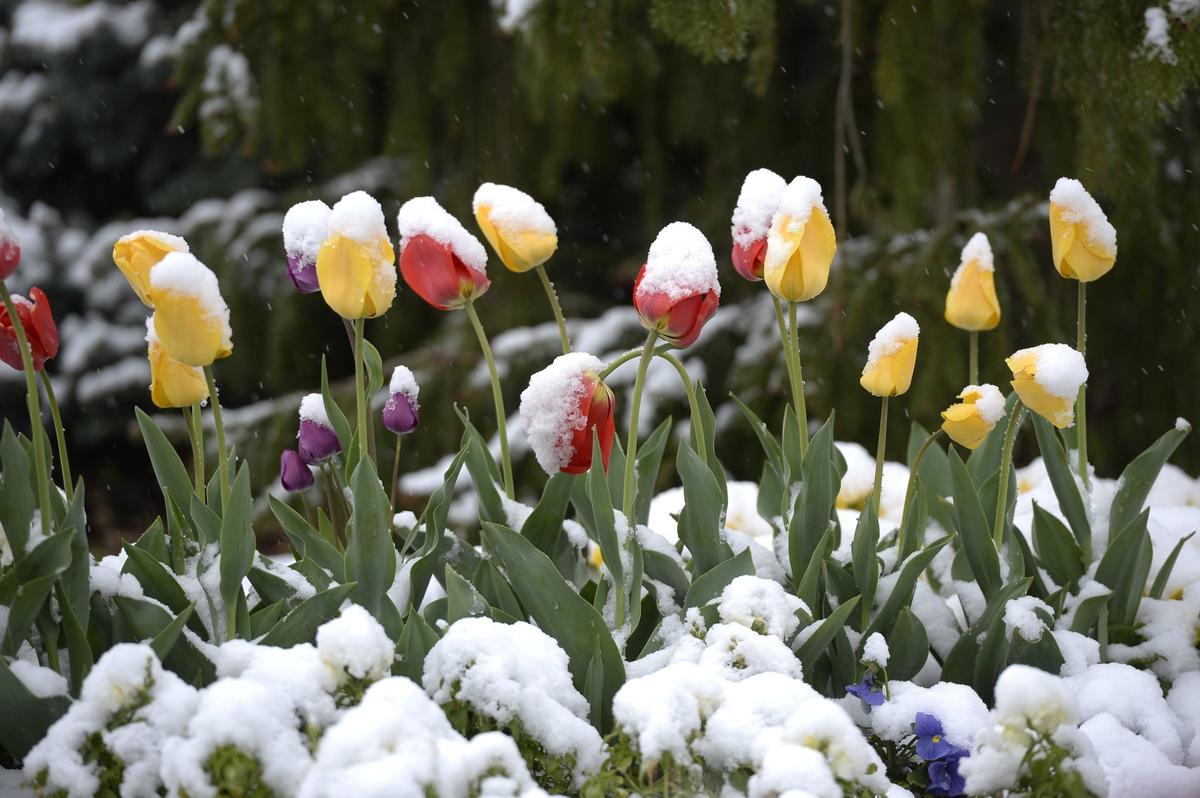 Tulips were covered with snow at the Kauffman Memorial Garden on Tuesday morning, April 20, 2021, after a spring storm moved through the Kansas City area.