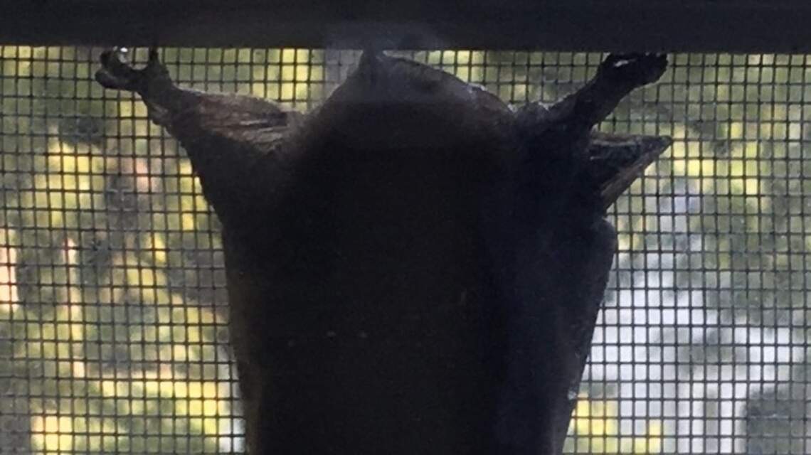 Driving them batty: These flying creatures have homeowners on guard