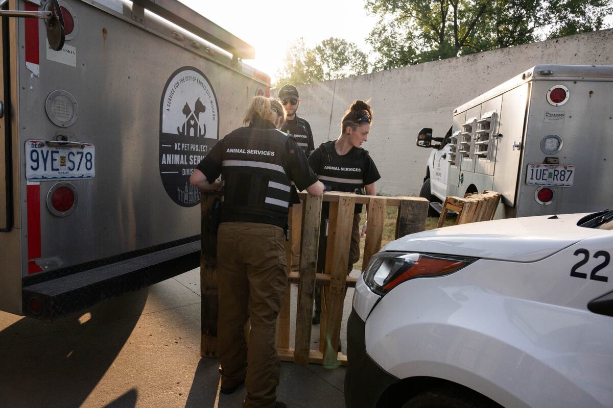 Members of KC Pet Project’s Animal Services Division set up barriers to guide the rogue goats into a trailer.