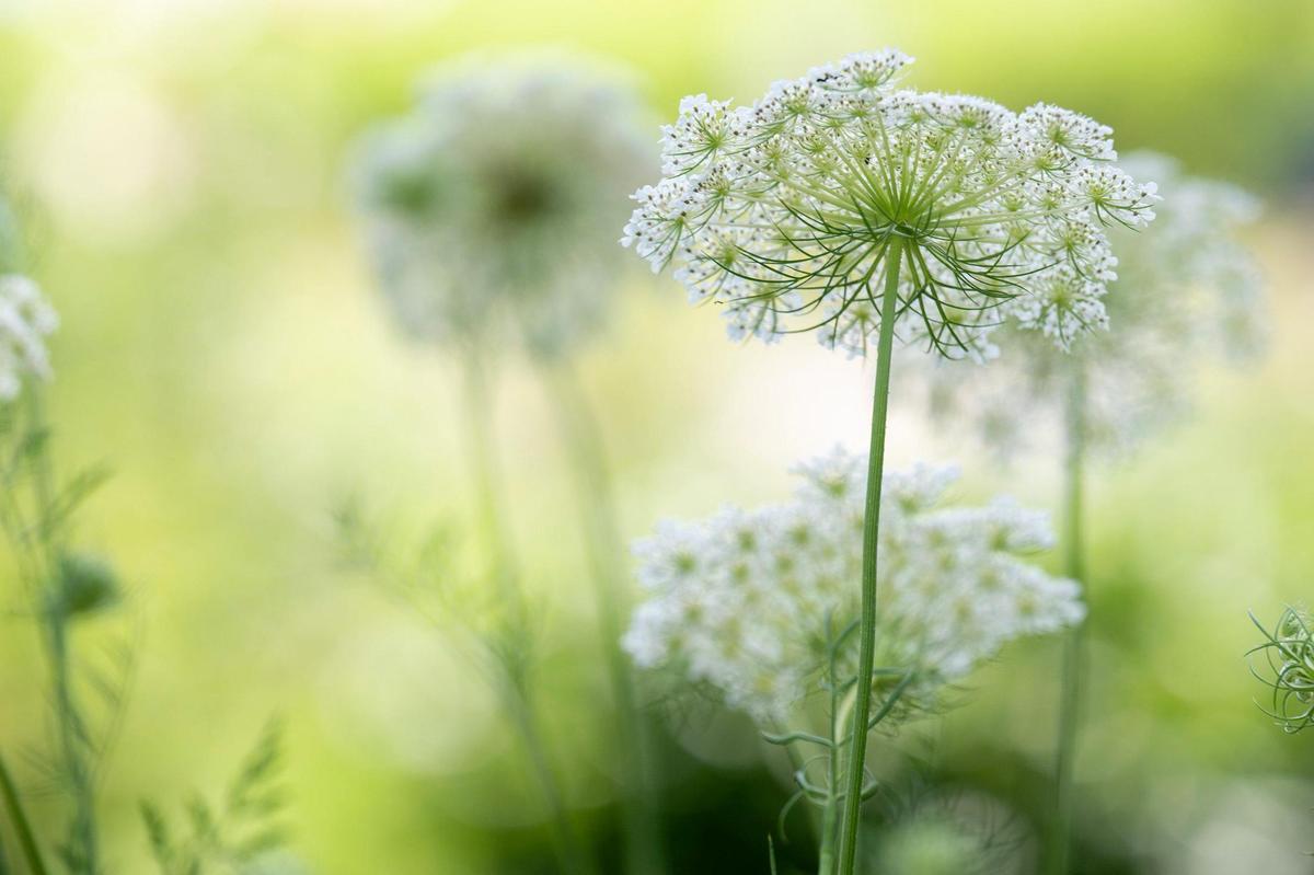 Queen Anne’s Lace grows at Fern’s Farmette.
