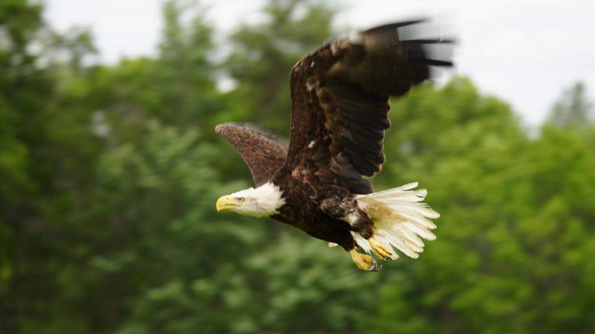 An injured bald eagle was released after innovative treatment and rehabilitation, a Wisconsin animal hospital said.