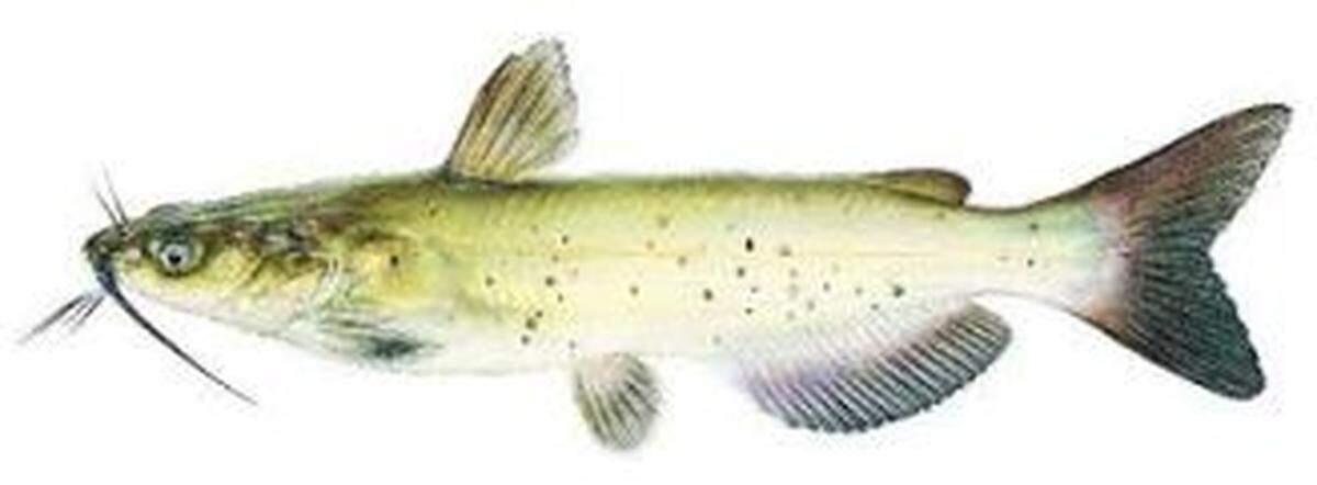 Channel catfish