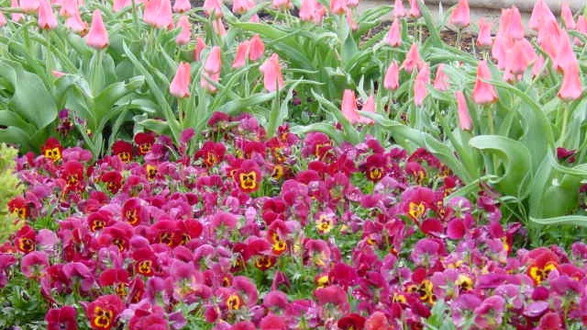 It’s hard to resist the cheery faces of pansies, some of the most cold-tolerant flowering plants you can find.