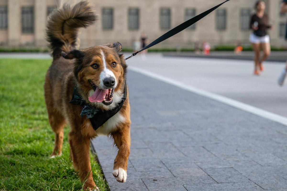 Some runners bring their four-legged friends to club meetings.