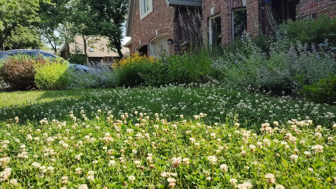 Hot weather means lawn invaders. Here’s what to do about weeds in the summer