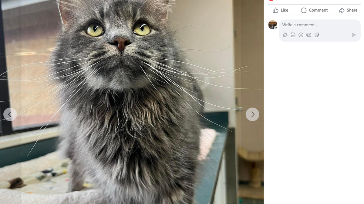Georgia, a 4-year-old cat, was returned to an Ohio shelter after a short-lived adoption. They’re looking for a new home. 
