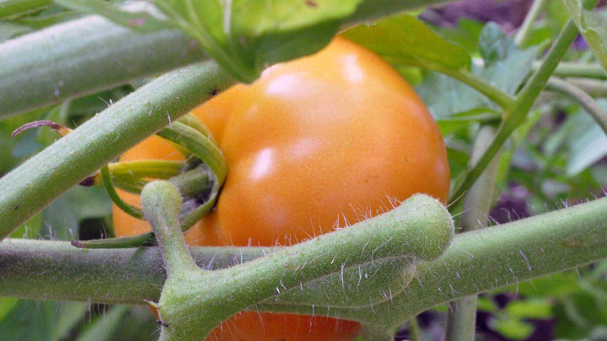 Tomatoes are having a rough year, due to a cool, wet May followed by heat in June and July.