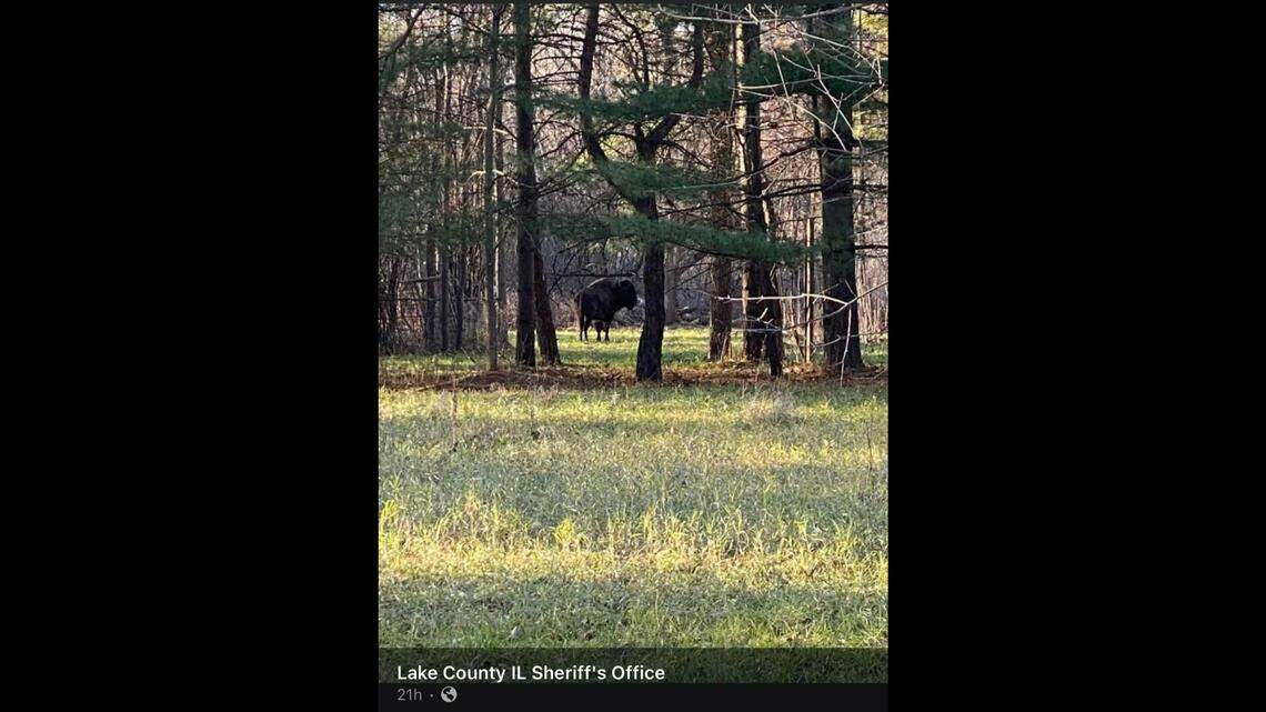 “Tyson the Bison” has been undertaking a midwestern tour around Chicago suburbs.