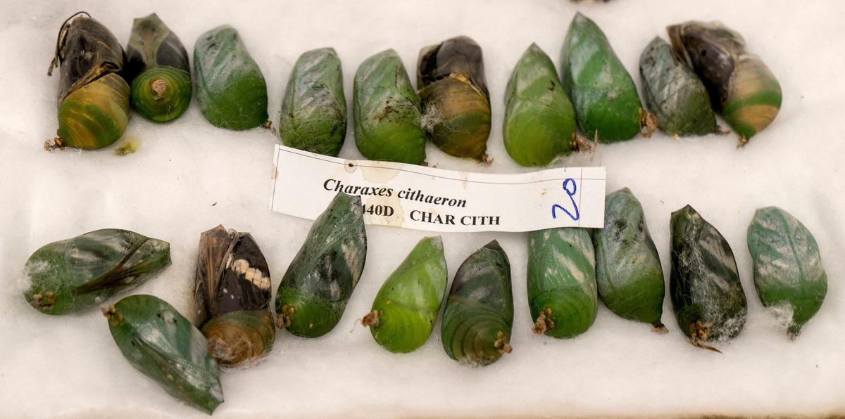 In the basement of the Visitors Center at Powell Gardens, chrysalises wait to be attached boards and hung to emerge. The festival receives about 2,000 chrysalises representing a 20 varieties for the festival which runs through Sunday, Aug. 4.