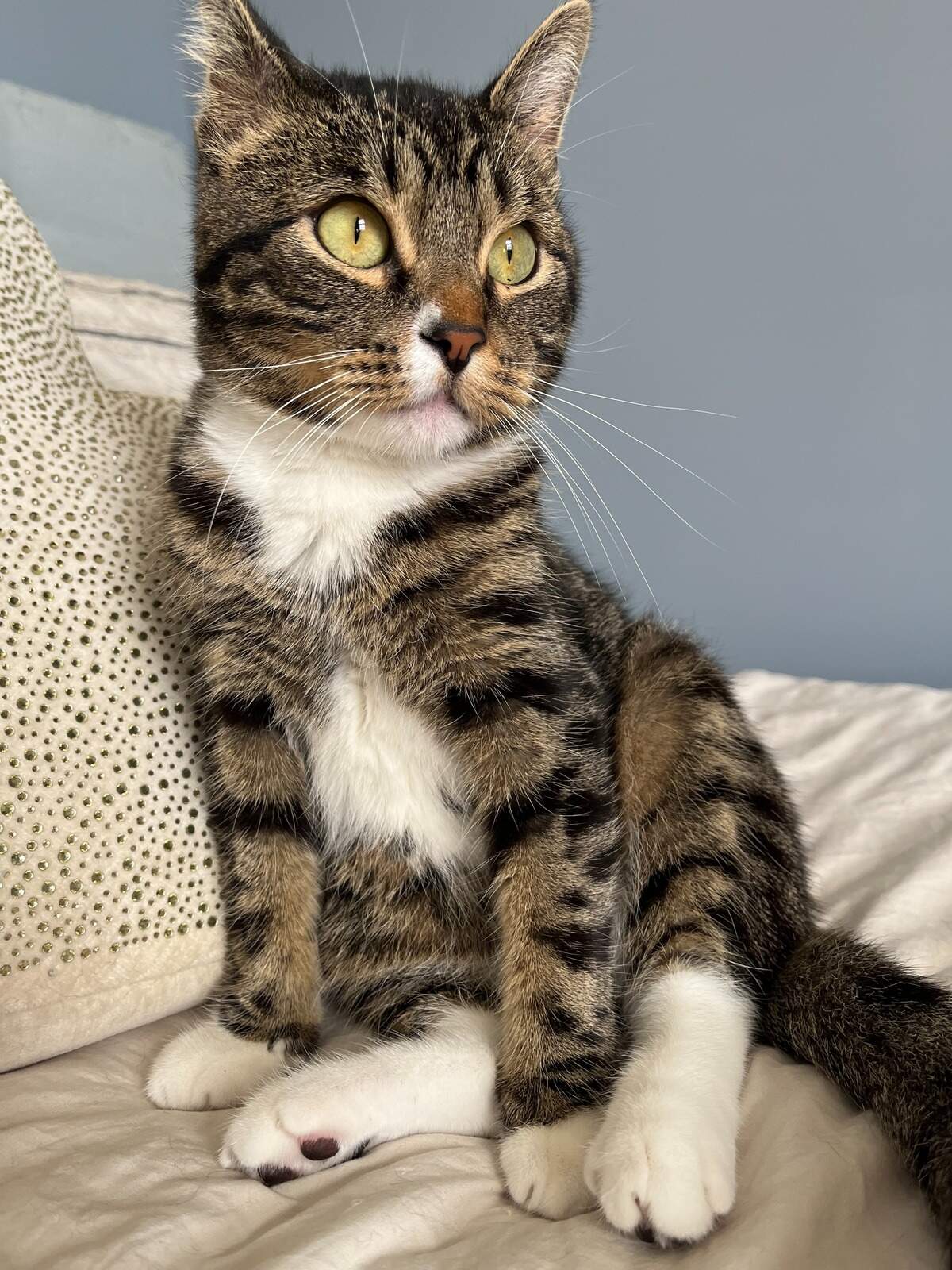 Mike TV, a 3-year-old Dwarf cat from Liberty won The Star’s 2025 cutest cat contest.