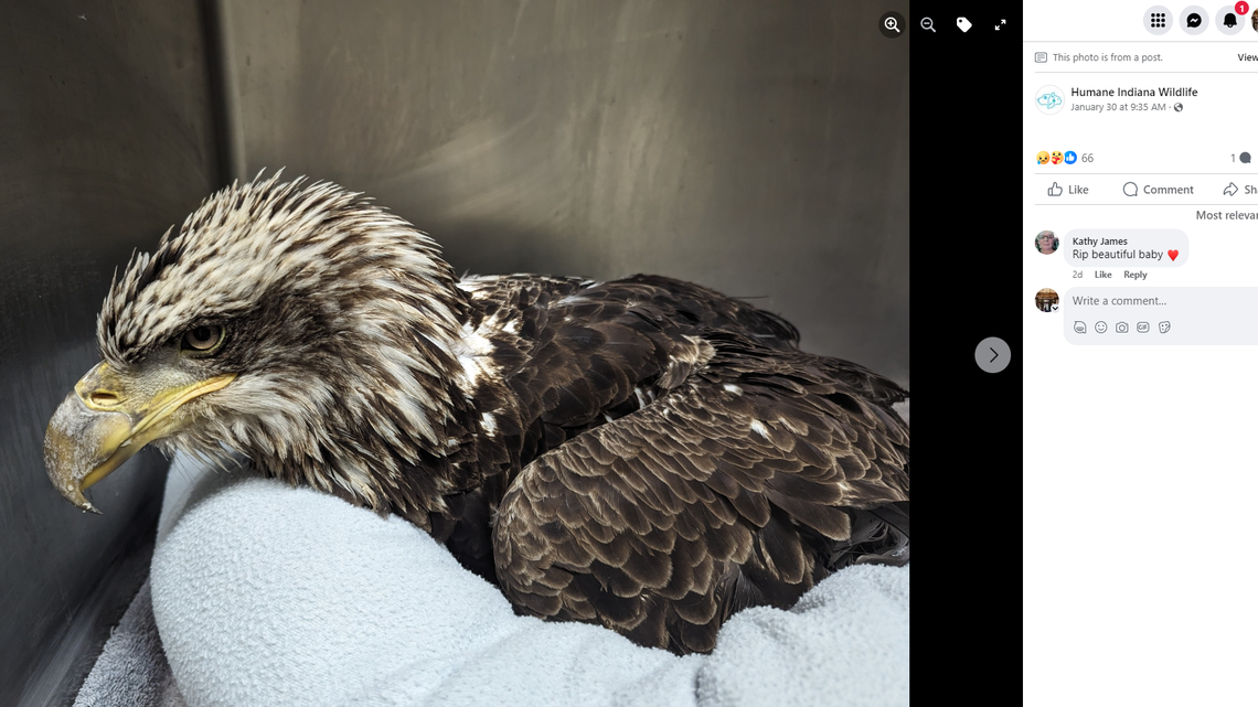 A bald eagle was found sick in Indiana and taken to a wildlife rehabilitation center.
