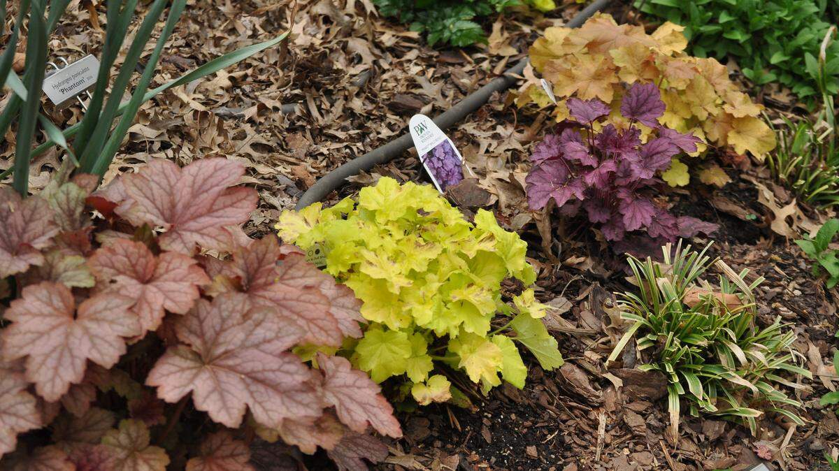 Heuchera, or coral bells, are known for their textures and hues in the summer. But many of the reds, purples and amber tones lost during the heat of summer return in the cool of the fall.